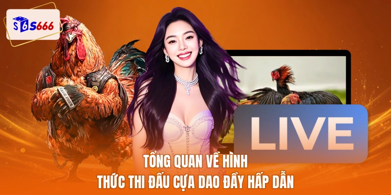 Tổng quan về hình thức thi đấu cựa dao đầy hấp dẫn